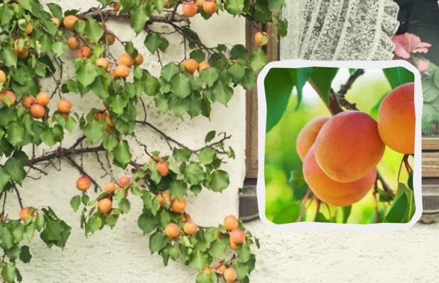 Абрикос не осыплется, а урожай будет как на юге: вот чем удобрять дерево - график