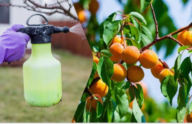 Болезни больше не проблема: чем обработать абрикос во время цветения и после него