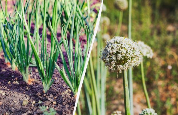 Как посадить лук, чтобы не пошел в "стрелку": какие уловки используют дачники