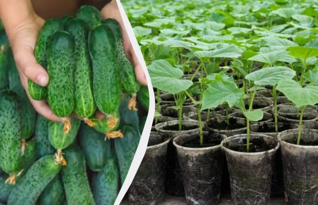 Рюмку этого раствора под огурцы сразу после всходов - урожай будет огромным: "дедовский" метод подкормки