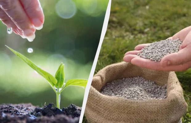 Зачем нужны калийно-фосфорные удобрения, как выбрать подходящие и сколько сыпать на грядки