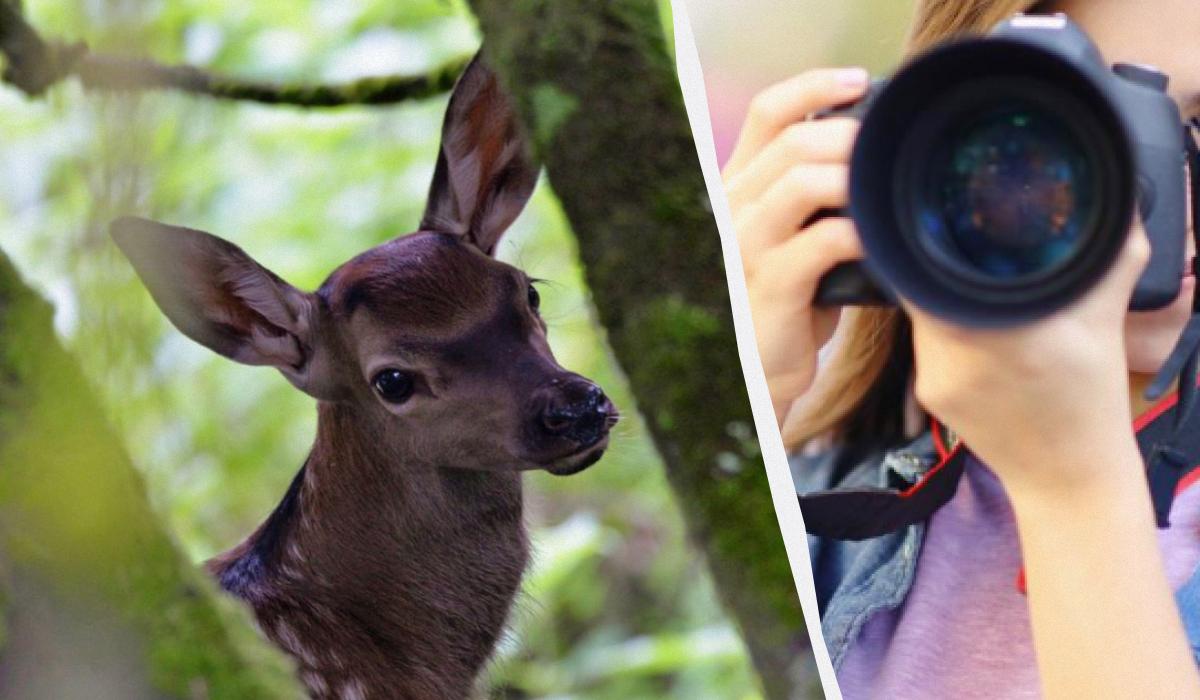 Тварина чекала на маму / Колаж УНІАН / фото Сергія Домашевського, ua.depositphotos.com Тварина чекала на маму / Колаж УНІАН / фото Сергія Домашевського, ua.depositphotos.com
