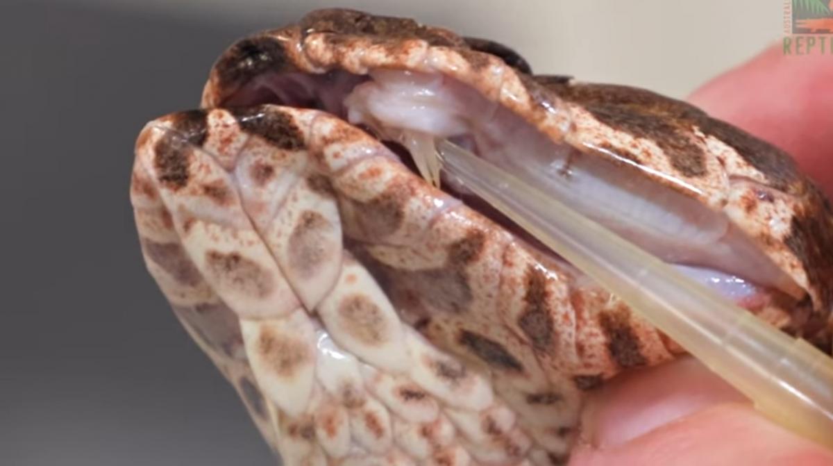 У одной из змей полностью функциональный третий клык на левой стороне рта / скриншот У одной из змей полностью функциональный третий клык на левой стороне рта / скриншот