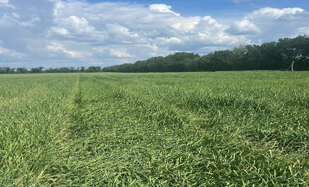 Первый урожай: как предприятие Либера Ленд выращивает чеснок из воздушки на 20 гектарах