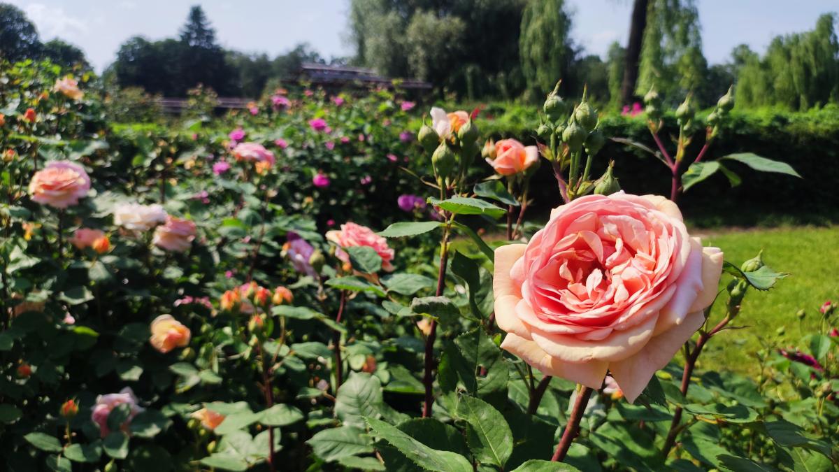 Коли садити троянди, щоб вони швидко прижилися і рясно цвіли