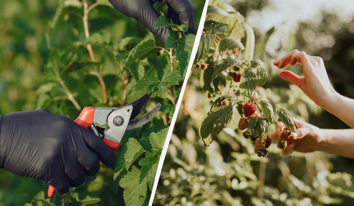 Обрізка малини - вкрай важливий етап догляду в садівництві / колаж УНІАН, фото freepik.com