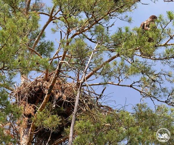 Гніздо орланів у заповіднику / Фото: Сергій Домашевський Гніздо орланів у заповіднику / Фото: Сергій Домашевський