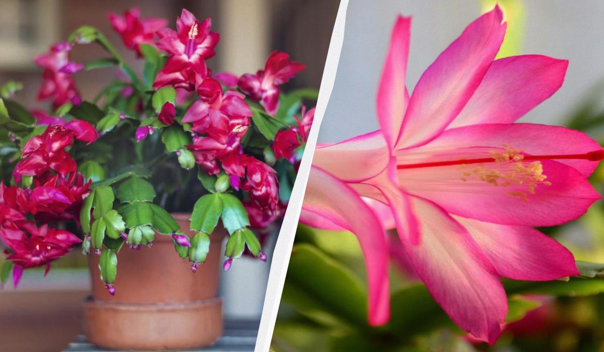 Как правильно поливать декабрист - советы / коллаж УНИАН, фото ua.depositphotos.com, pixabay.com Как правильно поливать декабрист - советы / коллаж УНИАН, фото ua.depositphotos.com, pixabay.com