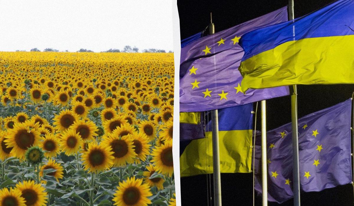 Украина сможет свободно экспортировать семена подсолнечника и других культур / коллаж УНИАН, фото УНИАН Украина сможет свободно экспортировать семена подсолнечника и других культур / коллаж УНИАН, фото УНИАН