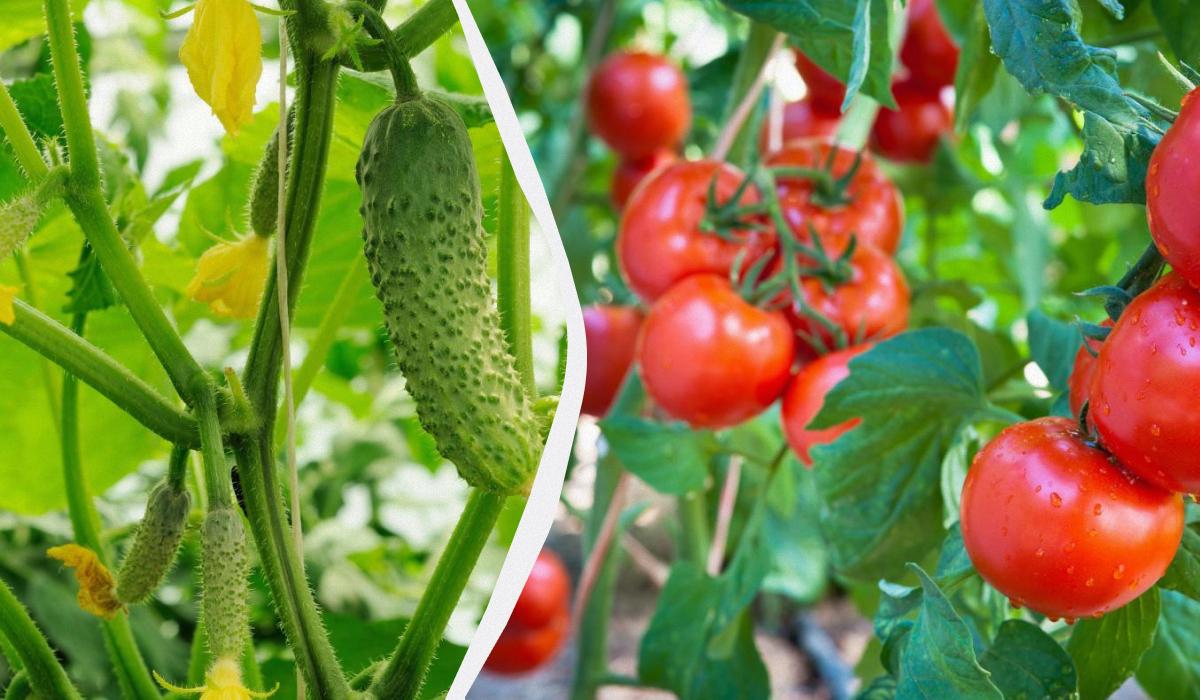 Как поливать помидоры крапивой / коллаж УНИАН, фото ua.depositphotos.com Как поливать помидоры крапивой / коллаж УНИАН, фото ua.depositphotos.com