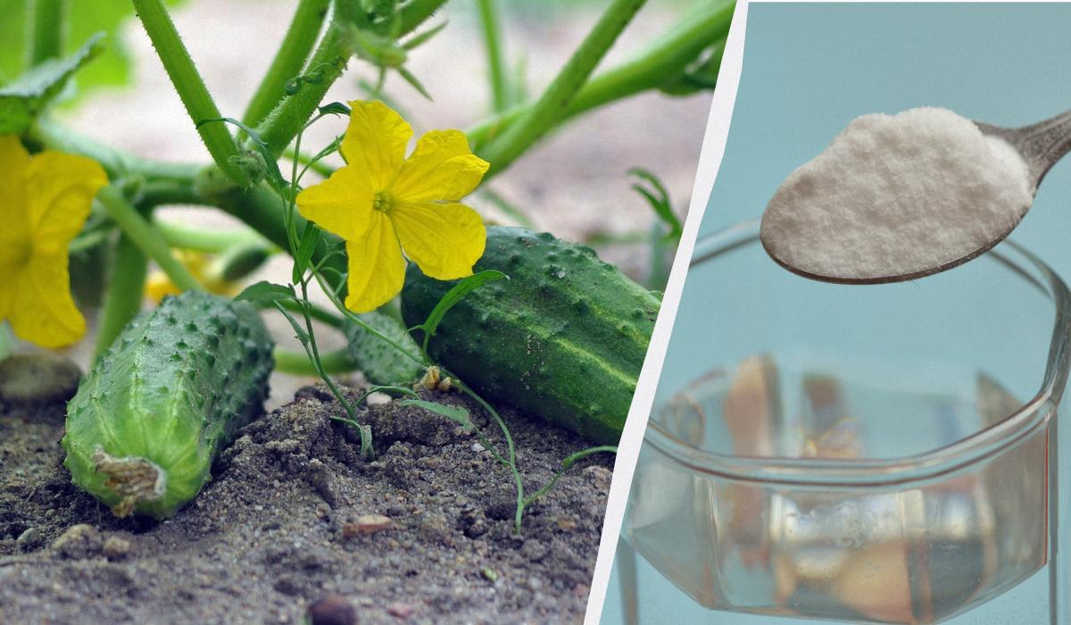 Чим полити огірки щоб було багато зав'язі / колаж УНІАН, фото pixabay, ua.depositphotos.com, pixabay Чим полити огірки щоб було багато зав'язі / колаж УНІАН, фото pixabay, ua.depositphotos.com, pixabay