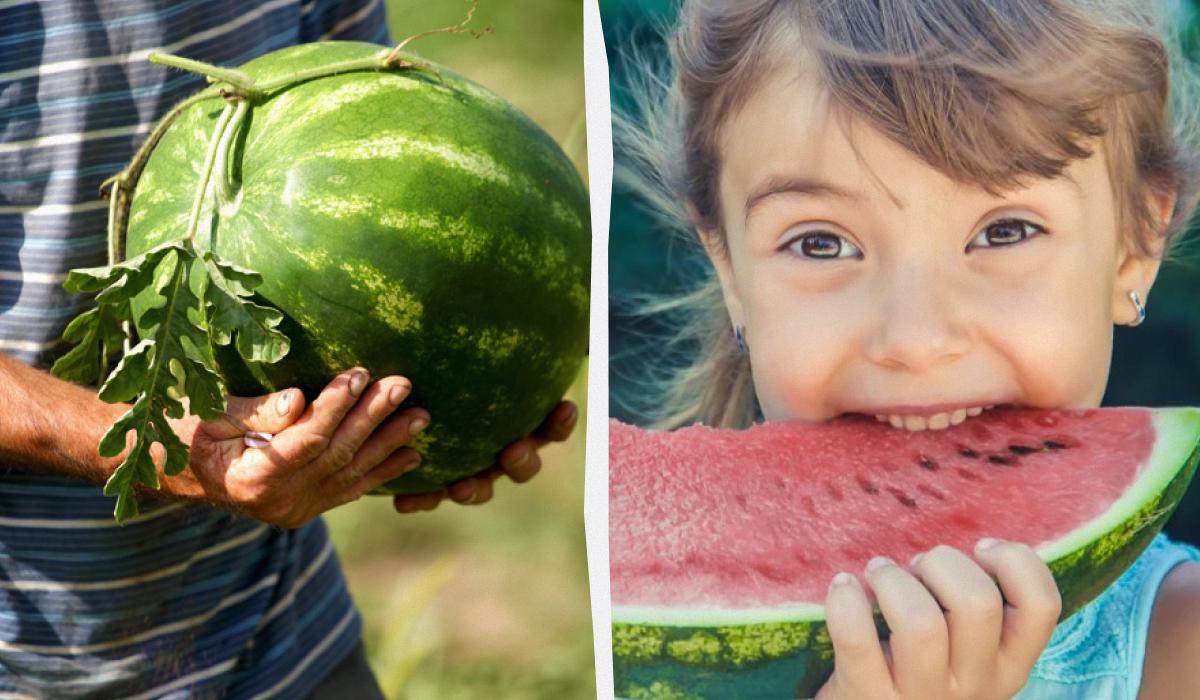 Щоб кавуни були солодкими, їх потрібно зривати стиглими / колаж УНІАН, фото ua.depositphotos.com Щоб кавуни були солодкими, їх потрібно зривати стиглими / колаж УНІАН, фото ua.depositphotos.com