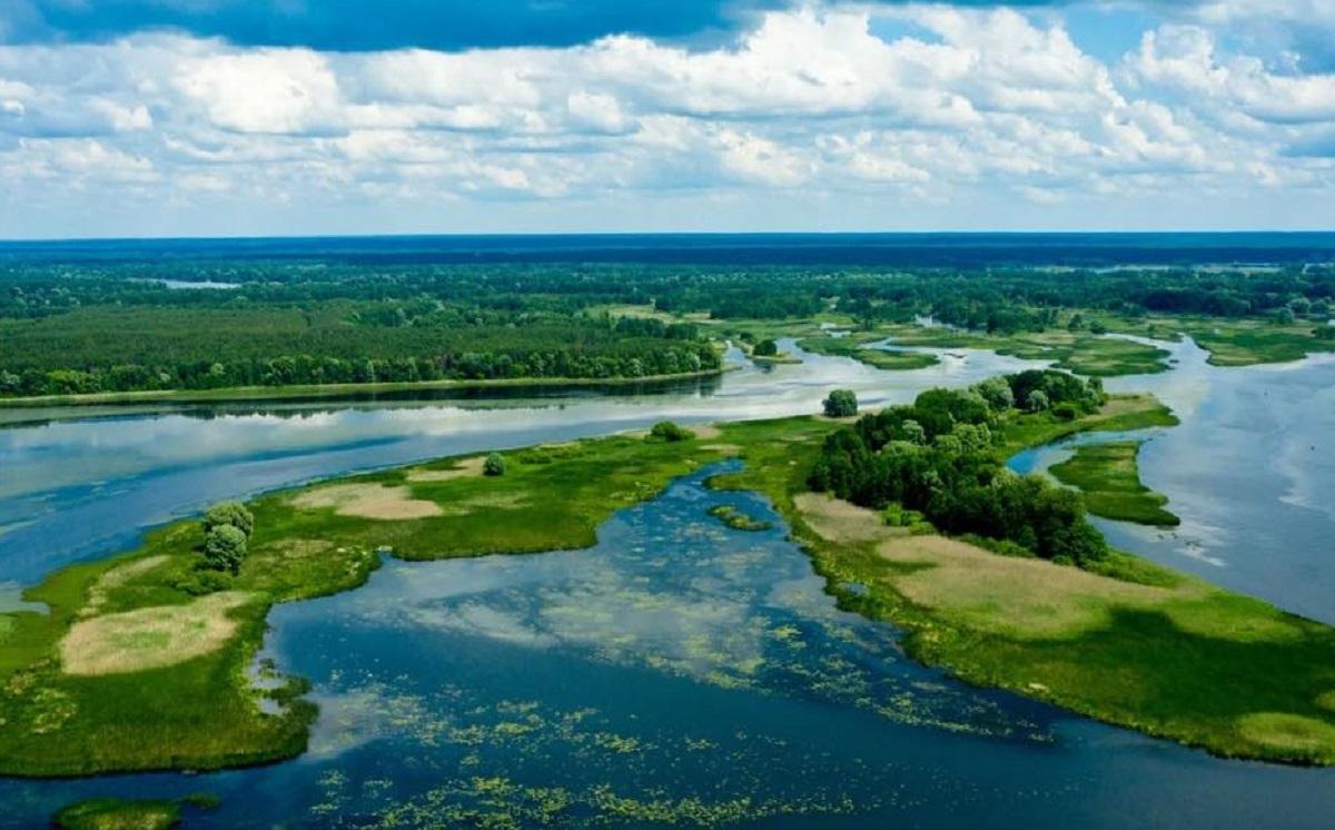 В заповіднику виявили червонокнижного жука / Чорнобильський Радіаційно-екологічний Біосферний Заповідник В заповіднику виявили червонокнижного жука / Чорнобильський Радіаційно-екологічний Біосферний Заповідник