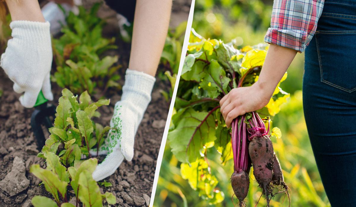 Чим підживити буряк у червні / колаж УНІАН, фото freepik.com