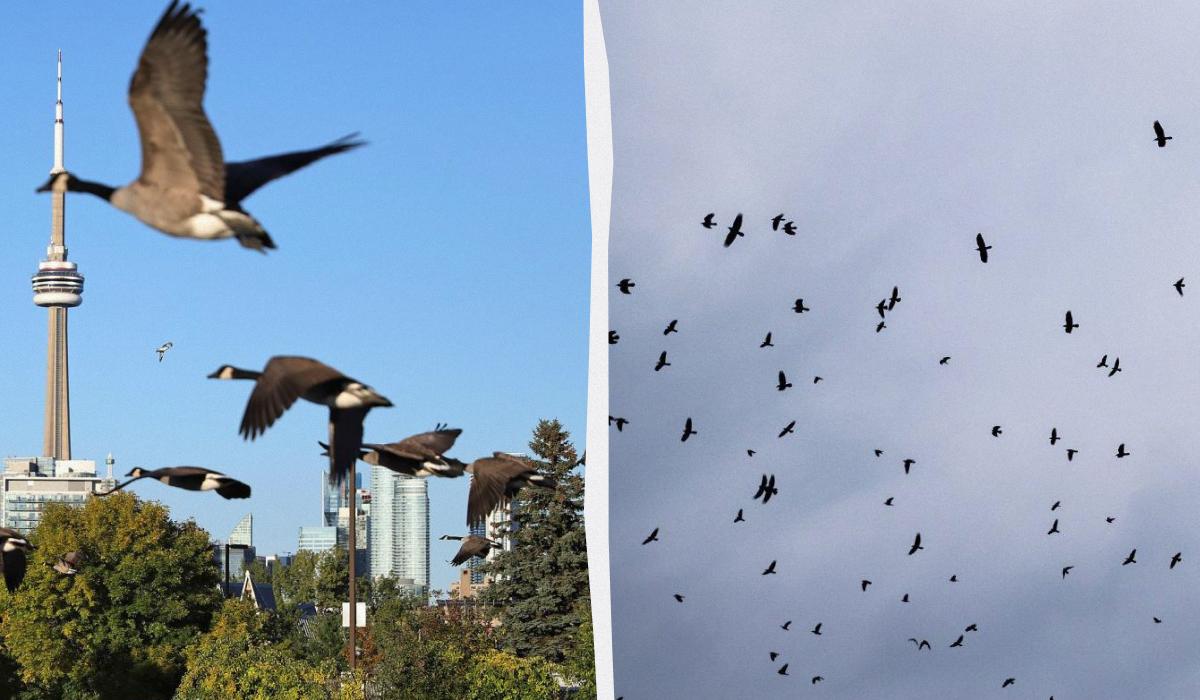 Птицы гораздо интереснее, чем кажется / коллаж УНИАН, фото Reuters, УНИАН Птицы гораздо интереснее, чем кажется / коллаж УНИАН, фото Reuters, УНИАН