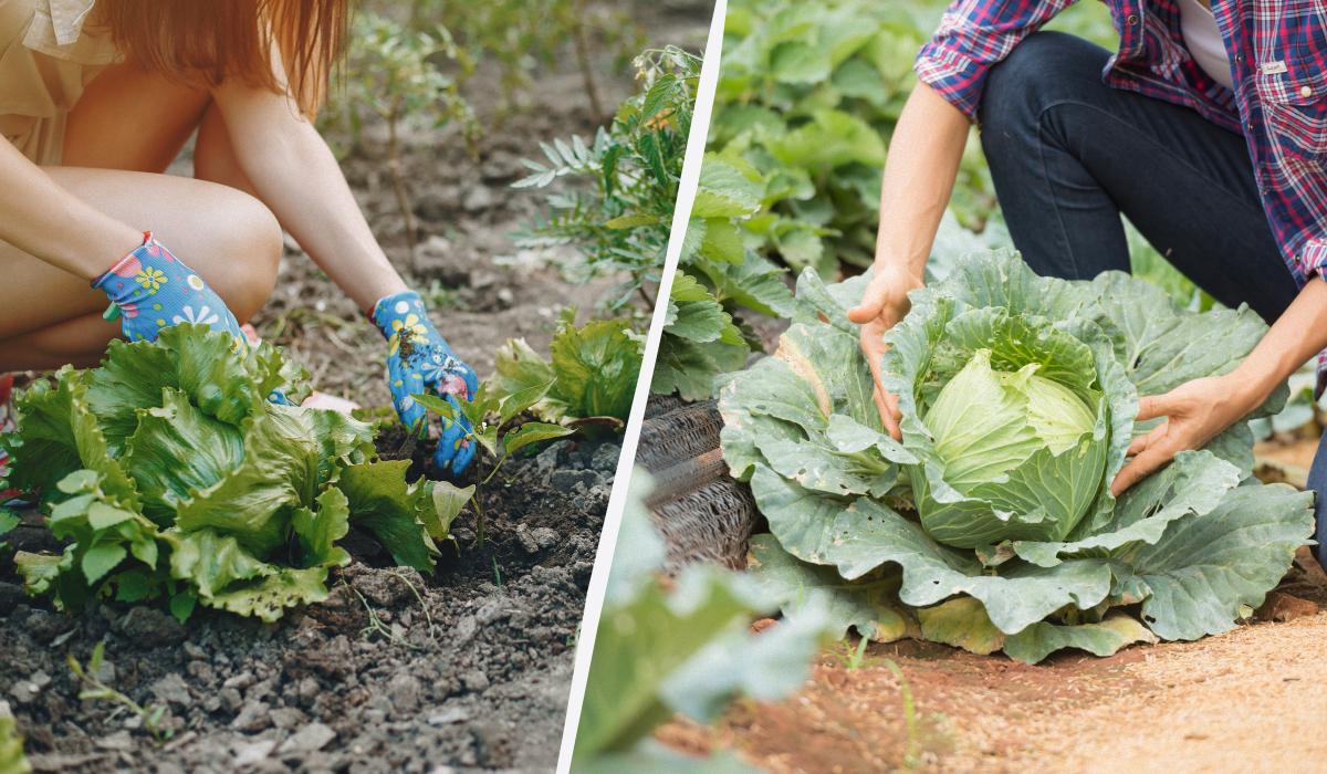 Чим обприскати капусту від блішки / колаж УНІАН, фото freepik.com Чим обприскати капусту від блішки / колаж УНІАН, фото freepik.com