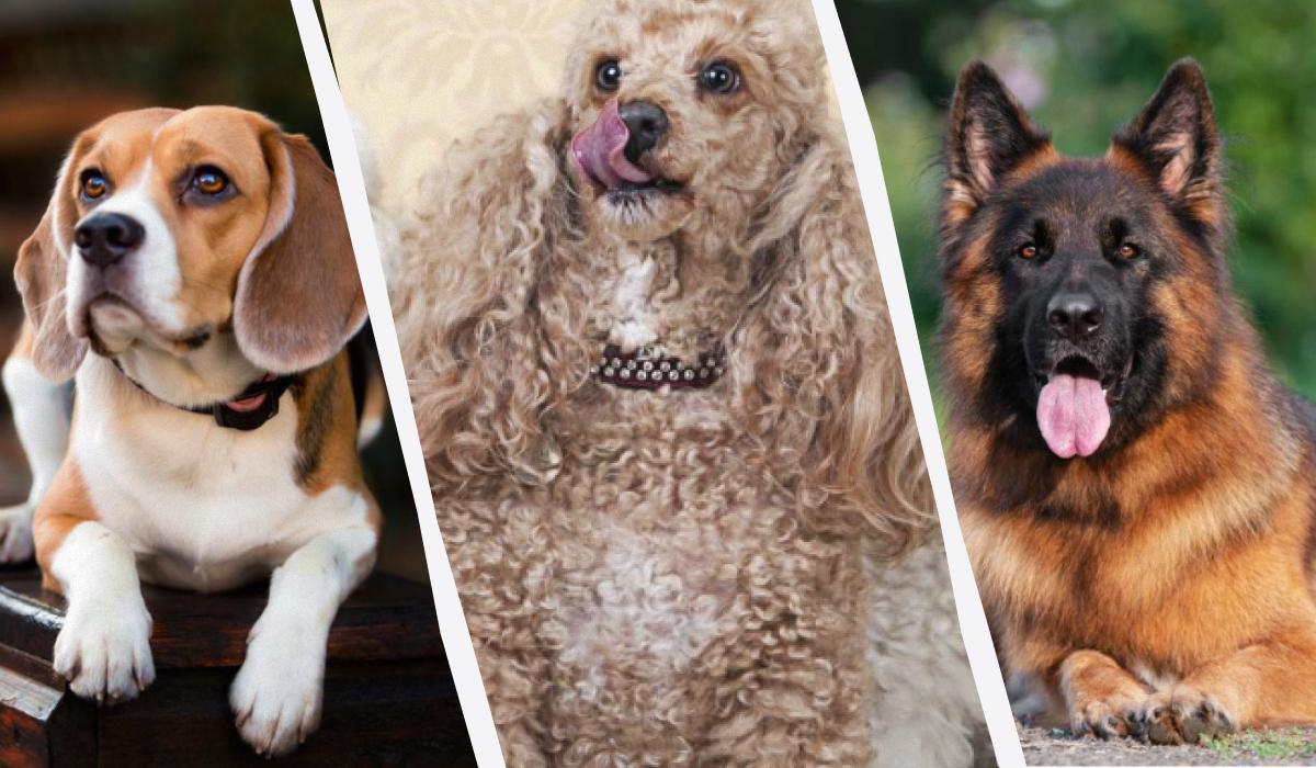 Некоторые породы собак проявляют более высокие интеллектуальные способности, чем другие / коллаж УНИАН, фото ua.depositphotos.com Некоторые породы собак проявляют более высокие интеллектуальные способности, чем другие / коллаж УНИАН, фото ua.depositphotos.com