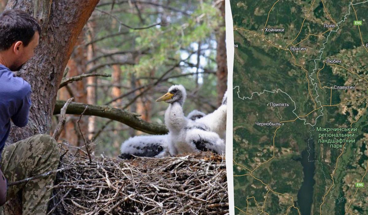 Они ведут скрытный образ жизни / Коллаж УНИАН / фото Сергея Домашевского, Скриншот Они ведут скрытный образ жизни / Коллаж УНИАН / фото Сергея Домашевского, Скриншот