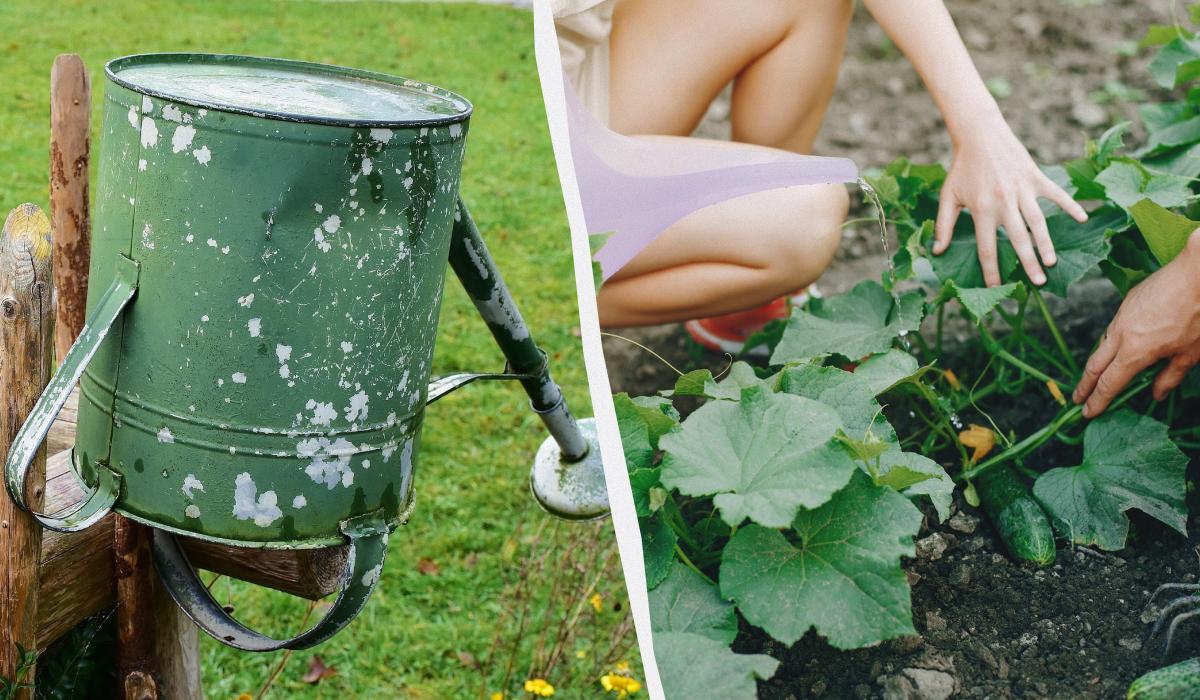 Как поливать огурцы в августе / коллаж УНИАН, фото freepik.com Как поливать огурцы в августе / коллаж УНИАН, фото freepik.com