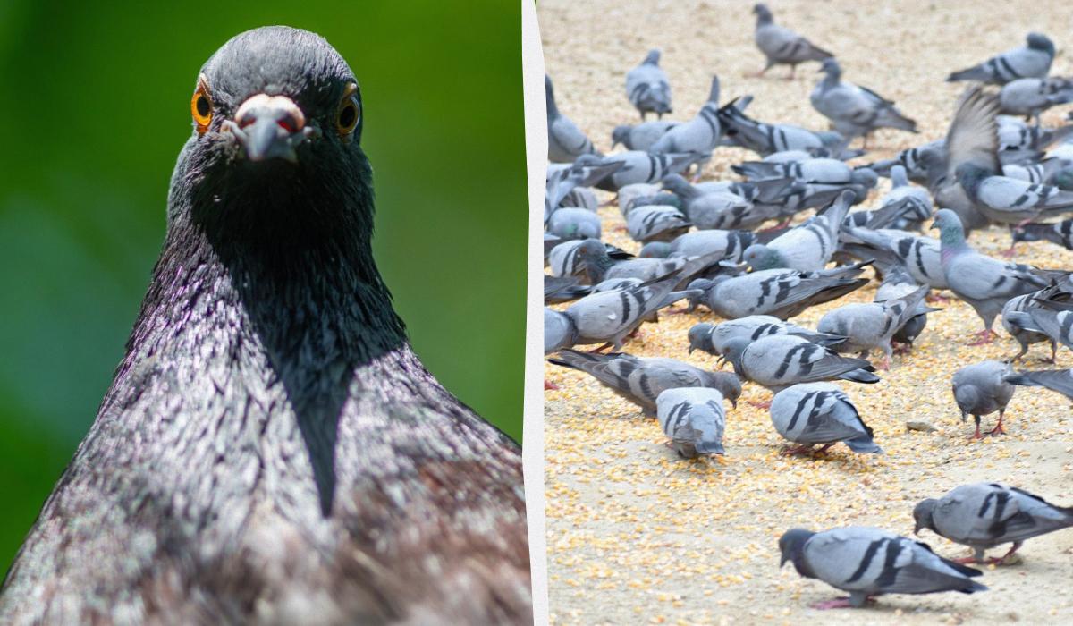 Експертка пояснила, чому ми не бачимо пташенят голубів / колаж з фото УНІАН та pixabay.com Експертка пояснила, чому ми не бачимо пташенят голубів / колаж з фото УНІАН та pixabay.com