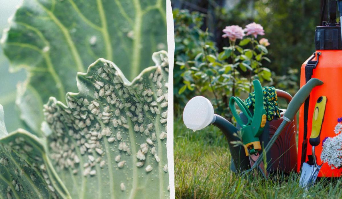 Против мелкого равнокрылого насекомого можно использовать биопрепарат / коллаж УНИАН c фото ua.depositphotos.com