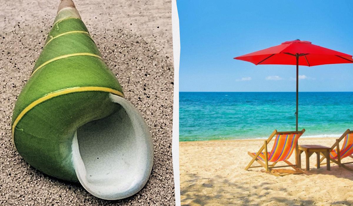 Красиві мушлі на пляжі можуть бути небезпечними / колаж УНІАН, фото ua.depositphotos.com, wikipedia.org Красиві мушлі на пляжі можуть бути небезпечними / колаж УНІАН, фото ua.depositphotos.com, wikipedia.org