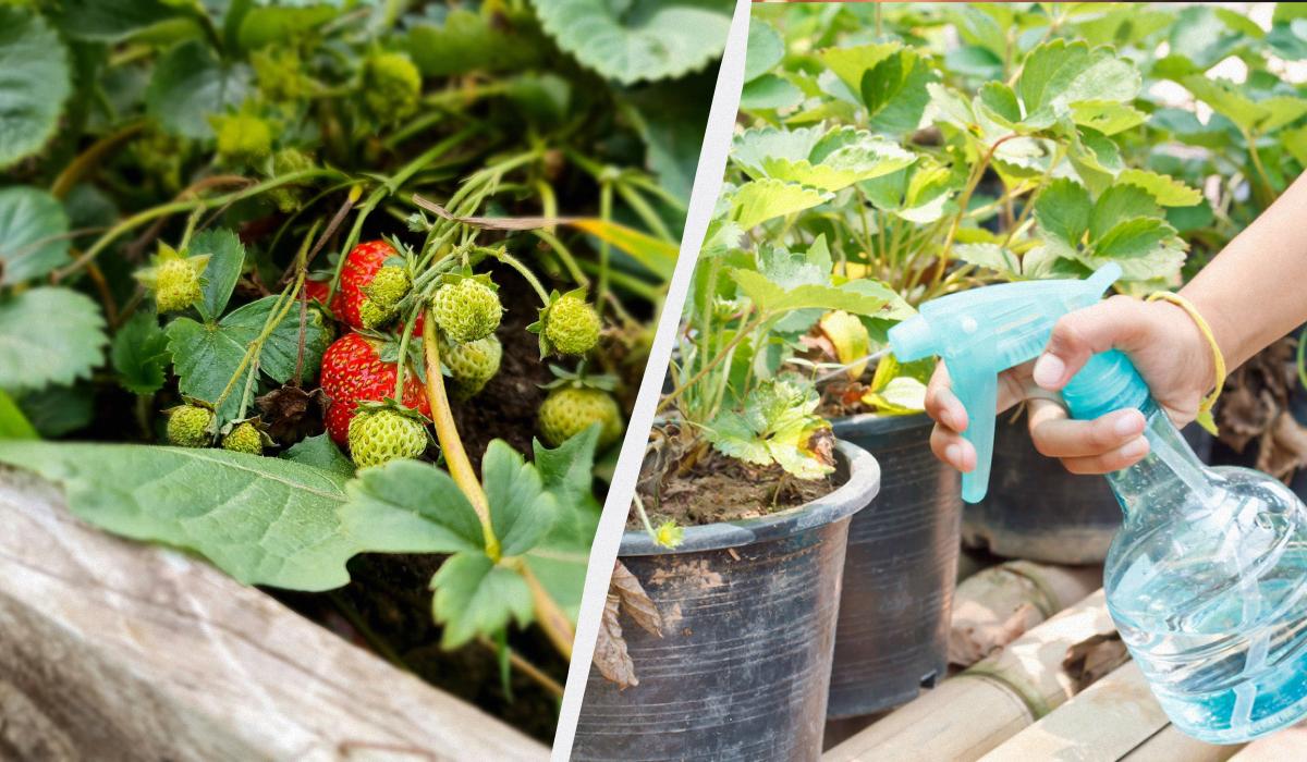 Чим удобрити полуницю після плодоношення / колаж УНІАН, фото pexels, ua.depositphotos.com Чим удобрити полуницю після плодоношення / колаж УНІАН, фото pexels, ua.depositphotos.com