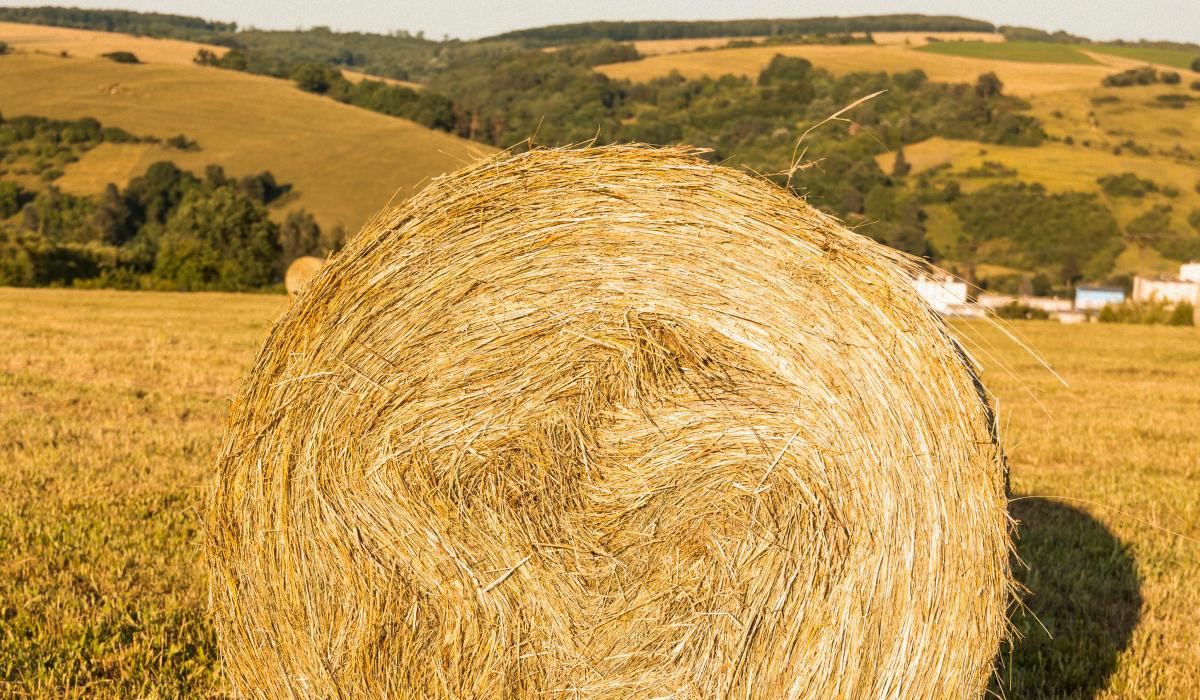 21 липня можна дізнатися, яким буде закінчення року / freepik.com 21 липня можна дізнатися, яким буде закінчення року / freepik.com