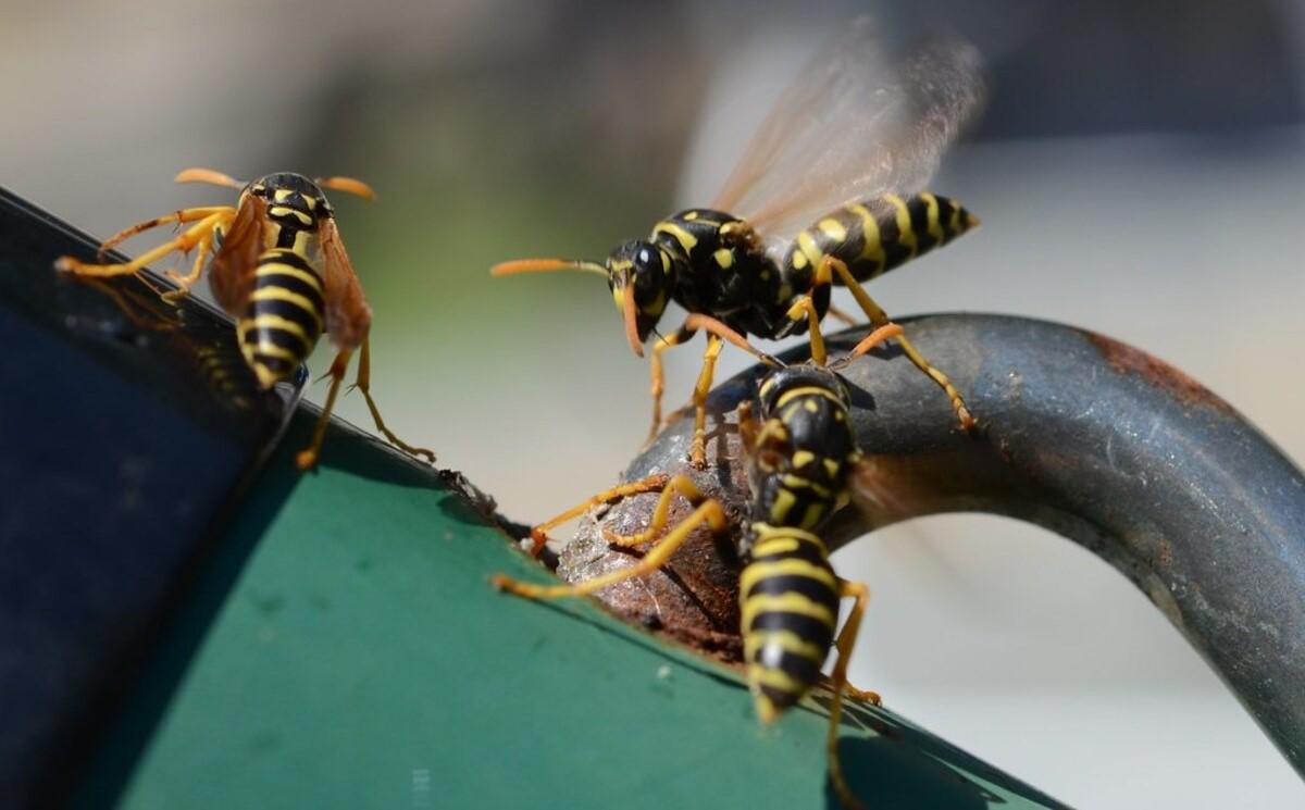 Який укус найболючіший у світі: науковці дали відповідь