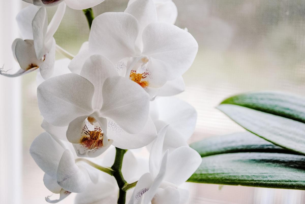 With a simple trick, a corporal orchid can be saved / photo pixabay.com With a simple trick, a corporal orchid can be saved / photo pixabay.com