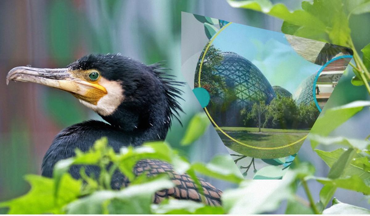 У птахів у Київському зоопарку велике новосілля / колаж УНІАН, фото Київський зоопарк У птахів у Київському зоопарку велике новосілля / колаж УНІАН, фото Київський зоопарк