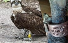Краснокнижная птица сбежала из зоологического музея Финляндии в Украину