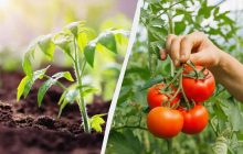 Как не погубить томаты первой подкормкой после высадки в грунт: что можно и нельзя вносить
