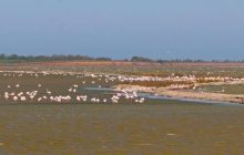 В Одесской области сотни розовых фениксов покинули места гнездования: кто в этом виноват