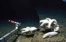 В глубинах моря живут гигантские креветки, которых оказалось в разы больше, чем считали ученые