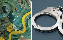 В Индии задержали контрабандиста, который привез из-за границы почти полсотни ядовитых змей