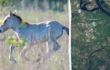 В Чернобыльском заповеднике впечатляющее пополнение: появилось забавное фото