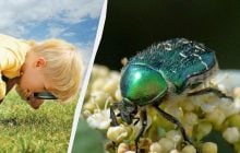 У Зоні відчуження живуть блискучі жучки: з'явилися детальні фото
