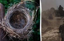На Донбасі птахи звили гніздо з залишків оптоволокна (фото)