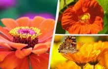 Какие цветы еще не поздно посеять в июне: садоводы назвали 10 лучших видов