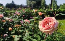 У ботсаду Києва розпочалося масове цвітіння троянд (фоторепортаж, відео)