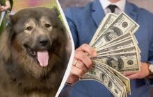 Самую дорогую собаку в мире продали за 6 млн долларов: что это за пес