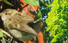 Горобців майже не видно на вулицях Києва та Львова: орнітолог розповіла, куди зникли птахи