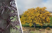 Ядовитые и коварные: эксперты назвали 8 самых опасных деревьев, которых следует избегать