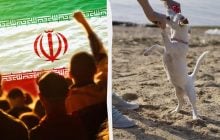 В Иране ввели массовый запрет на выгул собак
