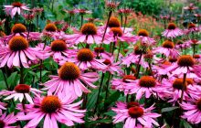 Як сіяти ехінацею, щоб квітка точно прижилася: поради для садівників-початківців
