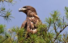 У Чорнобильському заповіднику підростає молодий червонокнижний орлан-білохвіст