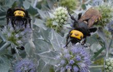 Найбільші оси Європи атакували Україну: експерт розповів, чи варто панікувати