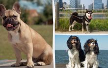 Які собаки є спокійними та дуже рідко гавкають: експерти назвали 10 таких порід