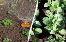 Температура води для поливу картоплі має бути саме такою: не вище і не нижче